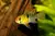 Ramirezi Comum - comprar online