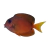 Two Spot Bristletooth Tang na internet