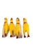 POLLITO CHICO X1