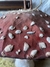 Amanita Muscaria. - Tita Schreiber