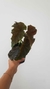 Begonia Black - comprar online