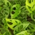 Monstera Adansonii - comprar online