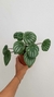 Peperomia Watermelon