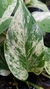 Potus Marble Queen