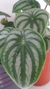Peperomia Watermelon - comprar online