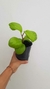 Peperomia Lemon - comprar online