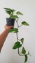 Potus Marble Queen - comprar online