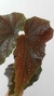 Begonia Black