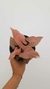 Singonio Pink - comprar online