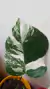 Monstera Albo Variegata - comprar online