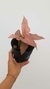 Singonio Pink en internet