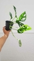 Monstera Adansonii