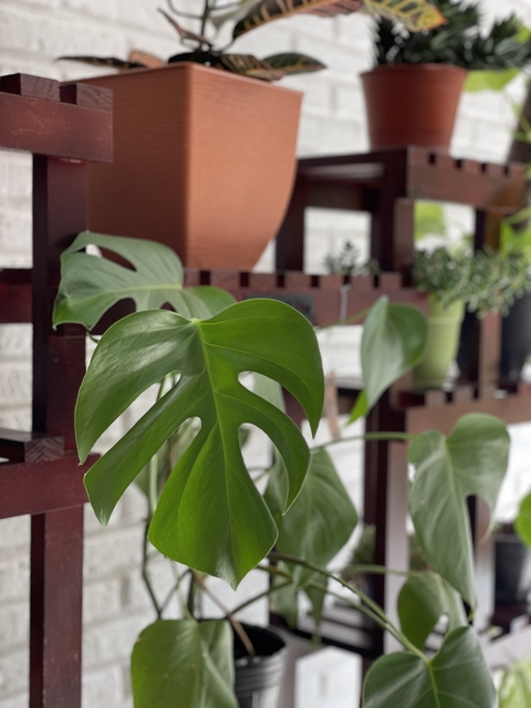 Carrusel PRIMATE PLANTERS