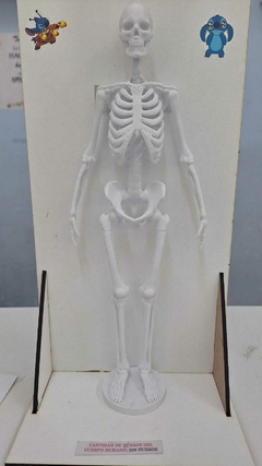 Esqueleto en 3D - comprar online