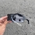 PLANTARIS Black/Gray na internet