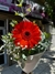 Gerberas