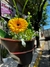 Gerberas - comprar online