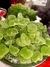 Bombones Frutales en internet