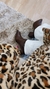 Imagem do BOTA TEXAS COFFEE RE.467061