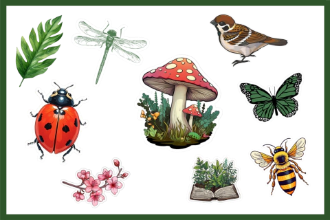 Planchita naturaleza N° 2