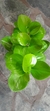peperonia obtusifolia