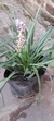 liriope - comprar online