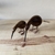CASAL DE KIWIS