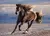 Caballo Negro Libre A Galope Rompecabezas 1000 Pz Clementoni
