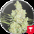 1024 FEM - Medical Seeds x3