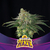 Lebron Haze FEM - BSF Seeds x12