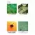 Mamboreta CONFI 30cm3 - BOX & WEED