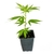 Esqueje Jelousy (Venta solo con Reprocann)