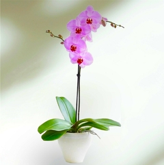 ORQUIDEA PHALAENOPSIS 1 VARA MACETA PVC PREMIUM