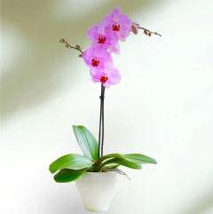 ORQUIDEA PHALAENOPSIS 1 VARA MACETA PVC PREMIUM