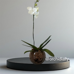 ORQUIDEA PHALAENOPSIS CLASE A -PREMIUM- EN MACETA DE VIDRIO