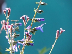 Banner de la categoría Plantas