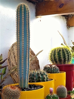 Banner de la categoría Cactus