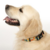 Collar Tiaki Easy Care Regulable e Impermeable - tienda online