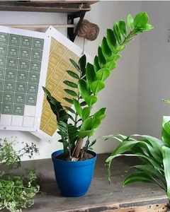 Banner de la categoría Plantas