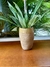 Vaso cru