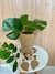 Vaso cru