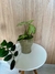 Imagem do Vaso verde