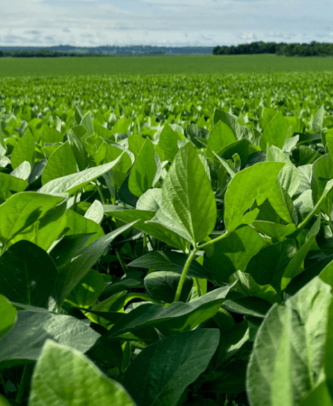 Carrusel Loroeste - Máquinas e Implementos Agrícolas