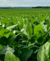 Carrusel Loroeste - Máquinas e Implementos Agrícolas