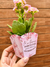Mini cachepô para flor na internet