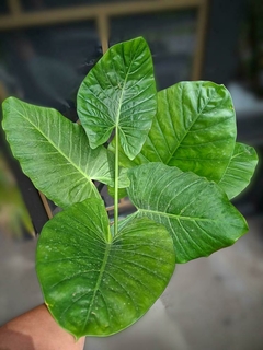 Alocasia Macrorrhiza M - comprar online