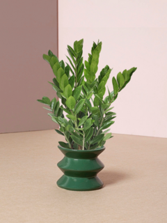 Zamioculcas Zamiifolia - comprar online