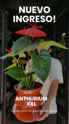 Anthurium Millon Flower en internet
