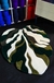 Monstera - comprar online
