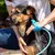 Ducha Pet Shop Mangueira Para Banho Em Cães E Gatos - comprar online